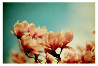 Watercolor Magnolias - Fine Art Photograph