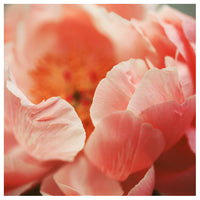 Paeonia #7 -  Fine Art Photograph