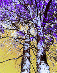 Purple Cherry (Abstract) - Fine Art Photograph