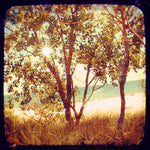 Where the Sun Finds You- FRIDAY OUTLET- 5x5