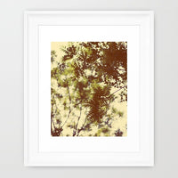 Delicate spring leaves photographed by Alicia Bock.