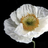 The Poppies: Art Prints
