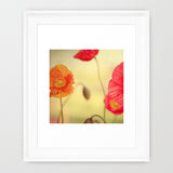 Beautiful spring poppies photographed by Alicia Bock.