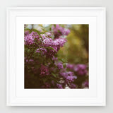 Lilac Daydream - Fine Art Photograph