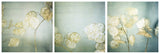 Lunaria #3