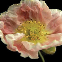 The Poppies: Art Prints