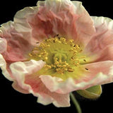 The Poppies: Art Prints
