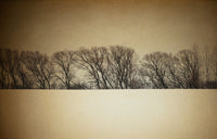 Treeline - Fine Art Photograph