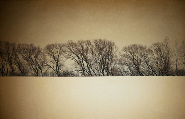 Treeline - Fine Art Photograph