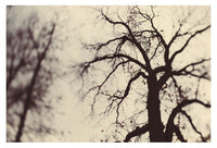 Autumnal #1 - Fine Art Photograph