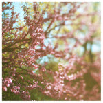 Glee - Fine Art Photograph