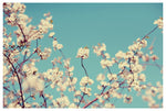 Not a Cloud in the Sky - Fine Art Photograph