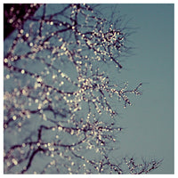 Festive - Fine Art Photograph
