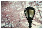 Central Park in Bloom #7 - Fine Art Photograph