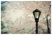 Cherry Blossoms photographed in New York City's Central Park.