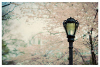 Cherry Blossoms photographed in New York City's Central Park.