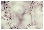 Central Park in Bloom #6 - Fine Art Photograph