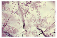 Central Park in Bloom #5 - Fine Art Photograph