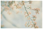 Central Park in Bloom #2 - Fine Art Photograph