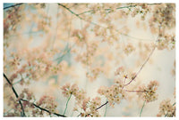 Central Park in Bloom #3 - Fine Art Photograph