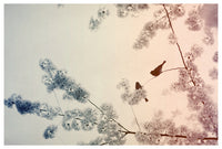 Fresh spring blooms and birds in New York City's Central Park. Photographed by Alicia Bock.