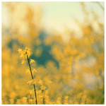 Forsythia - Fine Art Photograph