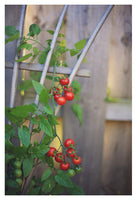 Tomato #5 - Fine Art Photograph