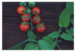 Tomato #4 - Fine Art Photograph