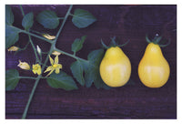 Tomato #3 - Fine Art Photograph