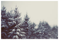 Winter Daydream #2 - Fine Art Photograph - CM