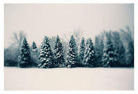 Winter and Woods - Fine Art Photograph