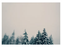 Forest and Friends - Fine Art Photograph