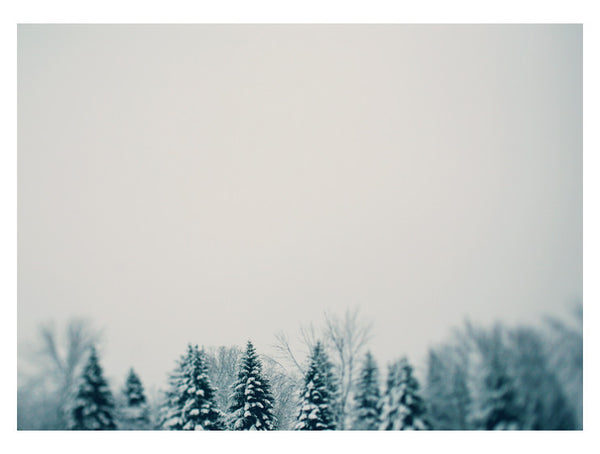 Snow and Pine - Fine Art Photograph