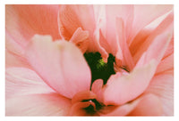 Flamenco - Fine Art Photograph