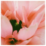 Flamenco - Fine Art Photograph