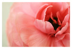 La Fleur - Fine Art Photograph