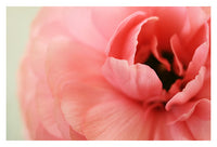 La Fleur - Fine Art Photograph