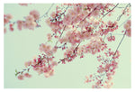 Confetti - Fine Art Photograph