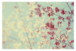 Lightness of Being - Fine Art Photograph