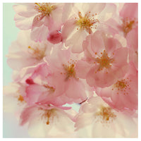 Outshine - Fine Art Photograph