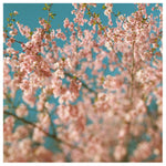 Growth - Fine Art Photograph
