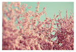 Bohemian - Fine Art Photograph