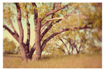 The Song of Summer - Fine Art Photograph