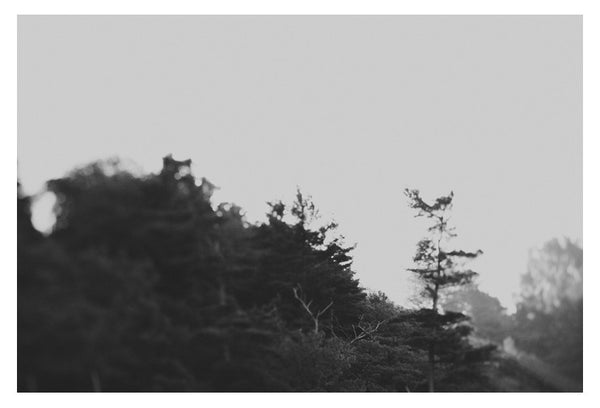 Shadowlands - Fine Art Photograph