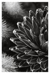 Desert #1 - Fine Art Photograph