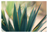 Spine #6 -  Fine Art Photograph