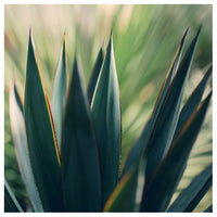 Spine #8 -  Fine Art Photograph