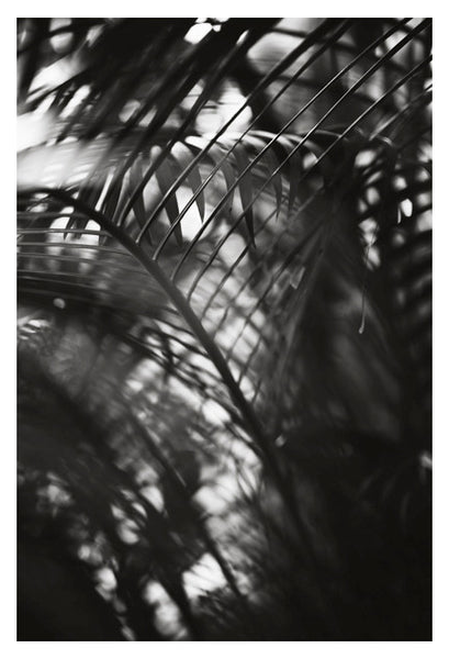 Palm In Gray #6 - Fine Art Photograph