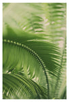 The Green Light #5 - Fine Art Photograph
