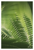 The Green Light #4 - Fine Art Photograph